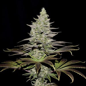 Get Somango Xl Feminized Cannabis Seeds Royal Queen Seeds Usa