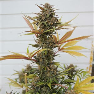 Get Somango Xl Feminized Cannabis Seeds Royal Queen Seeds Usa