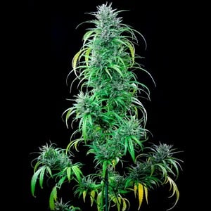 Buy Critical Kush Feminized Cannabis Seeds Royal Queen Seeds Usa