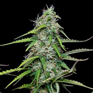 Buy Royal Gorilla Auto Cannabis Seeds Royal Queen Seeds USA