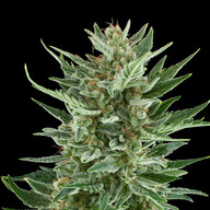 Get Easy Bud Cannabis Seeds - Royal Queen Seeds USA