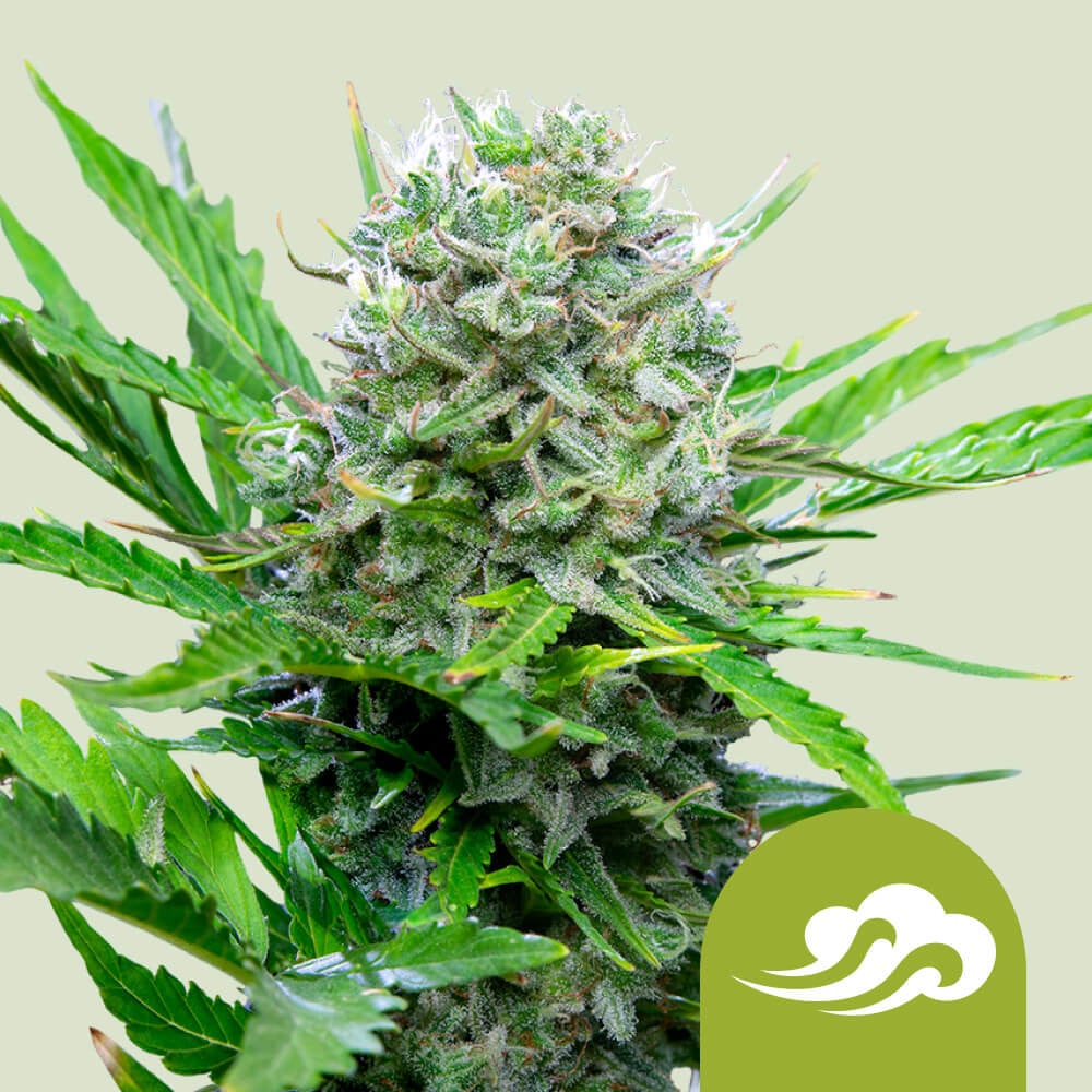 Stuwkracht Lift globaal Royal Bluematic – Blueberry Strain Cannabis Seeds - Royal Queen Seeds USA