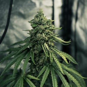 Buy Royal Medic CBD Cannabis Seeds - Royal Queen Seeds USA