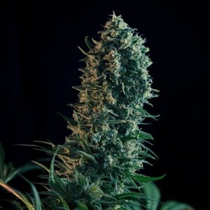 Buy Royal Medic CBD Cannabis Seeds - Royal Queen Seeds USA