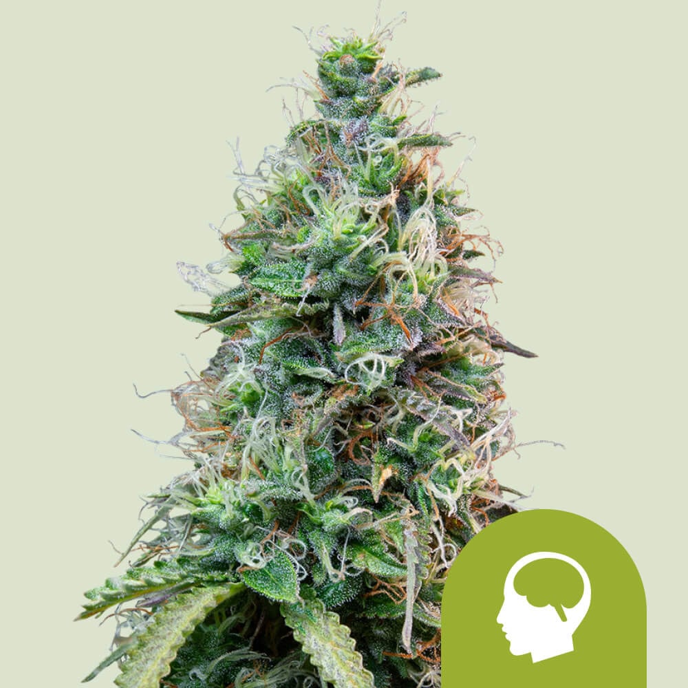 Buy Amnesia Haze Auto Cannabis Seeds - Royal Queen Seeds