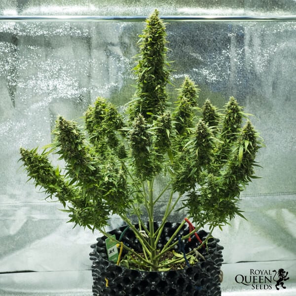 Royal Jack Herer Auto Strain Cannabis Seeds - Royal Queen Seeds