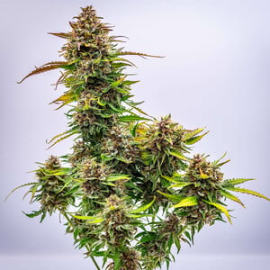 Buy Bubble Kush Auto Cannabis Seeds - Royal Queen Seeds