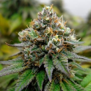 Buy Euphoria CBD Cannabis Seeds - Royal Queen Seeds