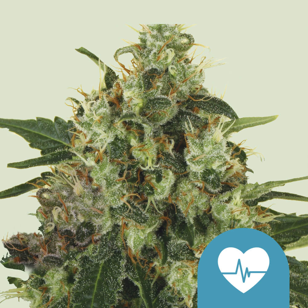 Buy Medical Mass CBD Cannabis Seeds - Royal Queen Seeds