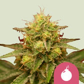 Feminized Cannabis Seeds - Royal Queen Seeds USA