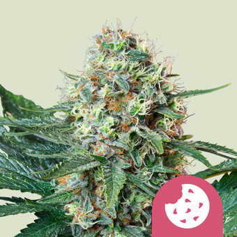 RQS Cartine Non Sbiancate - Royal Queen Seeds