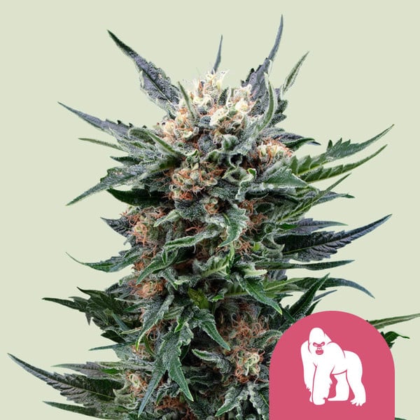 Royal Gorilla Glue Strain 🦍 Cannabis Seeds - Royal Queen Seeds