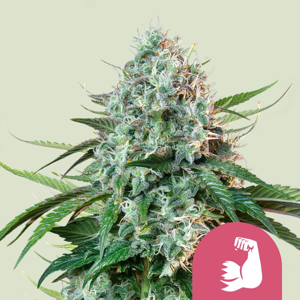 HulkBerry – Bruce Royal Strain Banner Cannabis Seeds 💪 - Queen Seeds USA