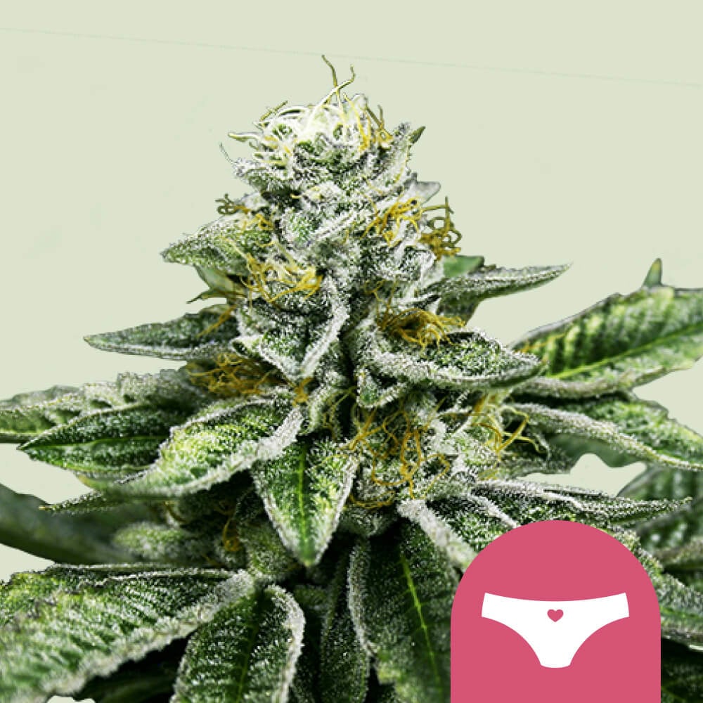 Sherbet Queen – Sunset Sherbet Strain Cannabis Seeds - Royal Queen