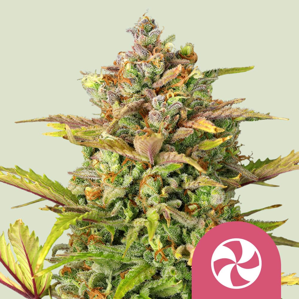 Guidelines To Help You Choose Cannabis Seeds - Royal Queen Seeds