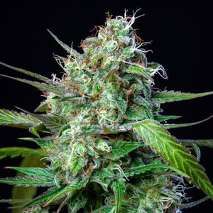 Buy Mimosa Auto cannabis seeds - Royal Queen Seeds