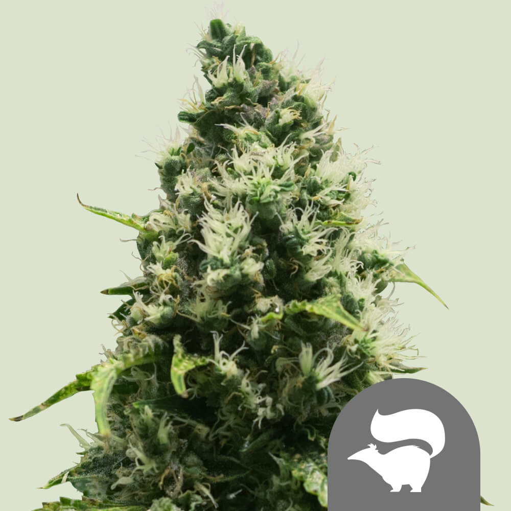 Skunk XL Regular Cannabis Seeds - Royal Queen Seeds