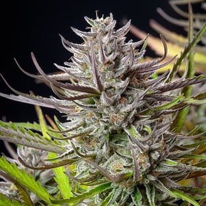 Get Your Mimosa Feminized Cannabis Seeds - Royal Queen Seeds