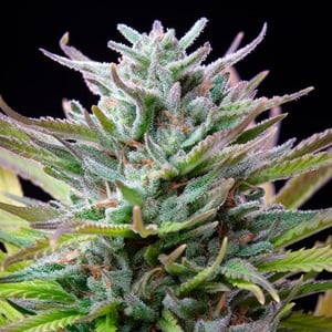 Buy Watermelon feminized cannabis seeds - Royal Queen Seeds