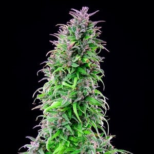 Get Royal THCV CBD Cannabis Seeds - Royal Queen Seeds