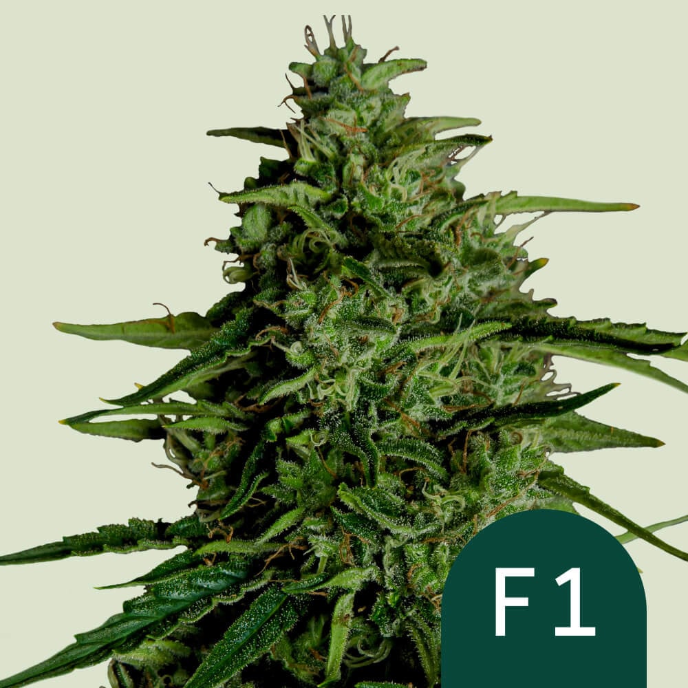 Buy Milky Way F1 Hybrid cannabis seeds - USA