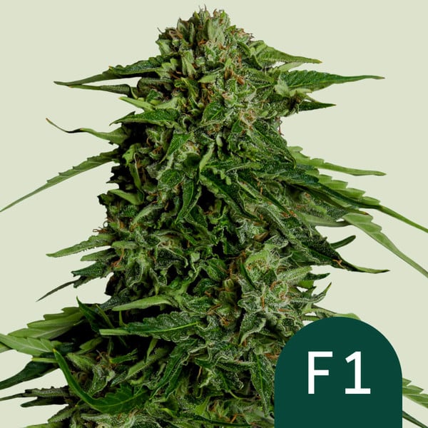 Epsilon F1 - F1 Hybrid Marijuana USA Seeds