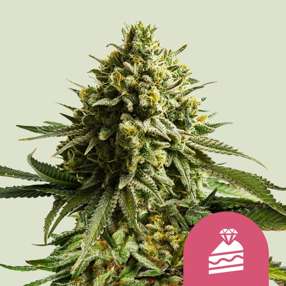 Amnesia CBD - 23% CBD. Cannabis Legal