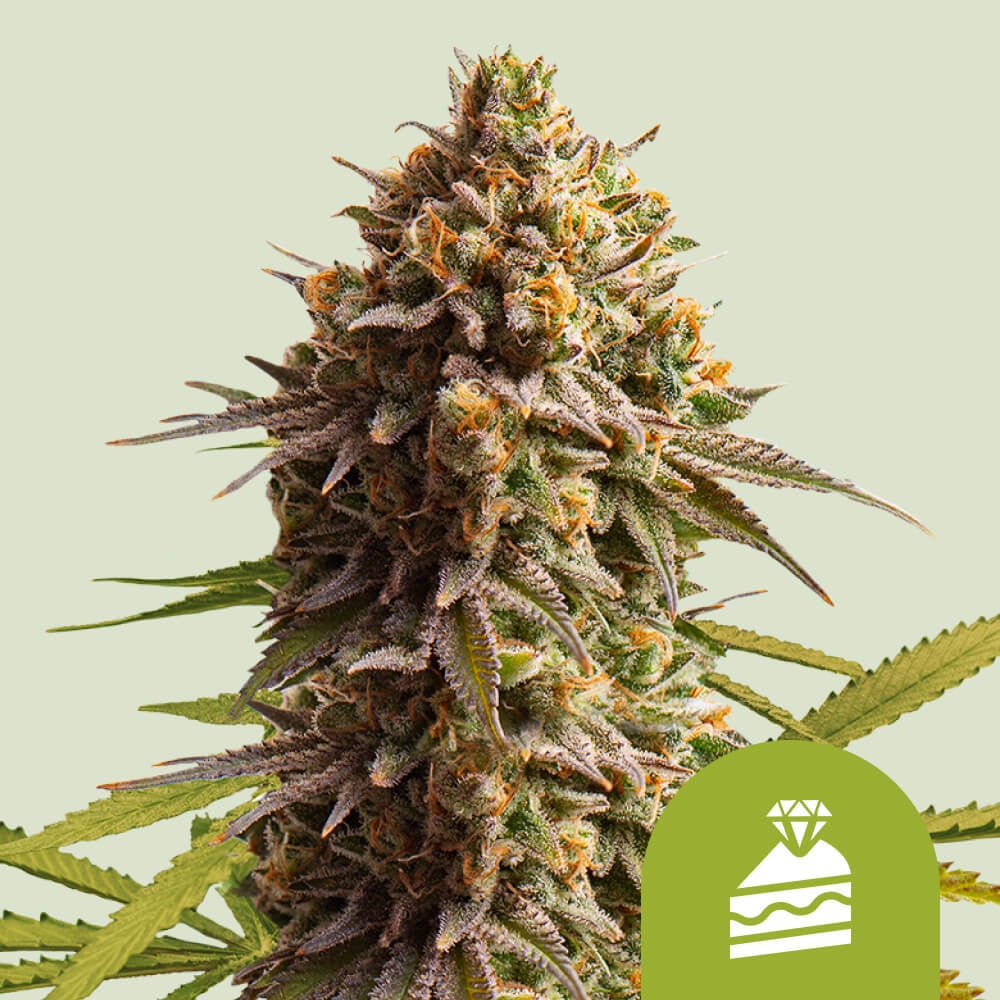 Wedding Cake Auto Weed Cannabis Seeds - Royal Queen Seeds USA