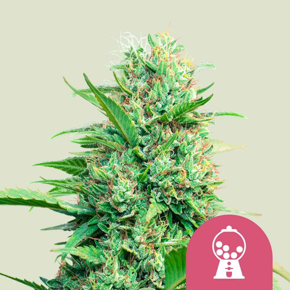 Buy Pink Runtz Feminized Cannabis Seeds - Royal Queen Seeds USA