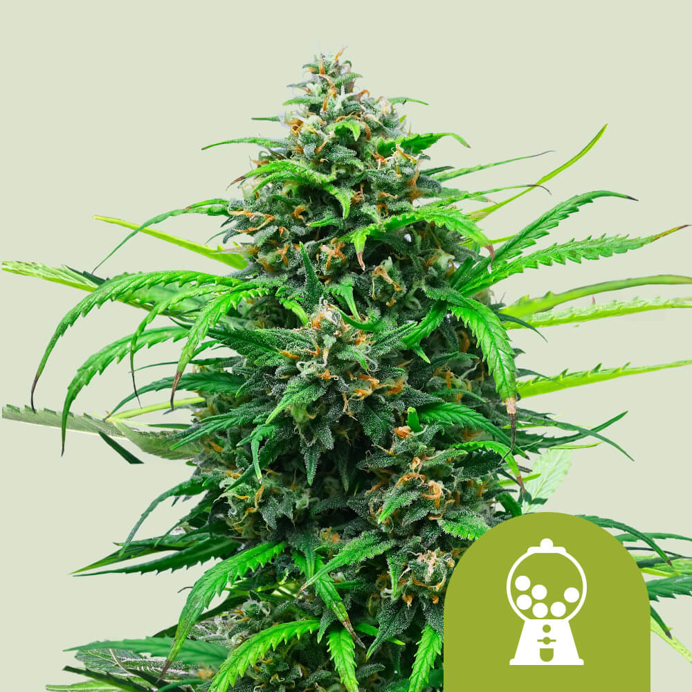 Buy Pink Runtz Auto Cannabis Seeds - Royal Queen Seeds USA