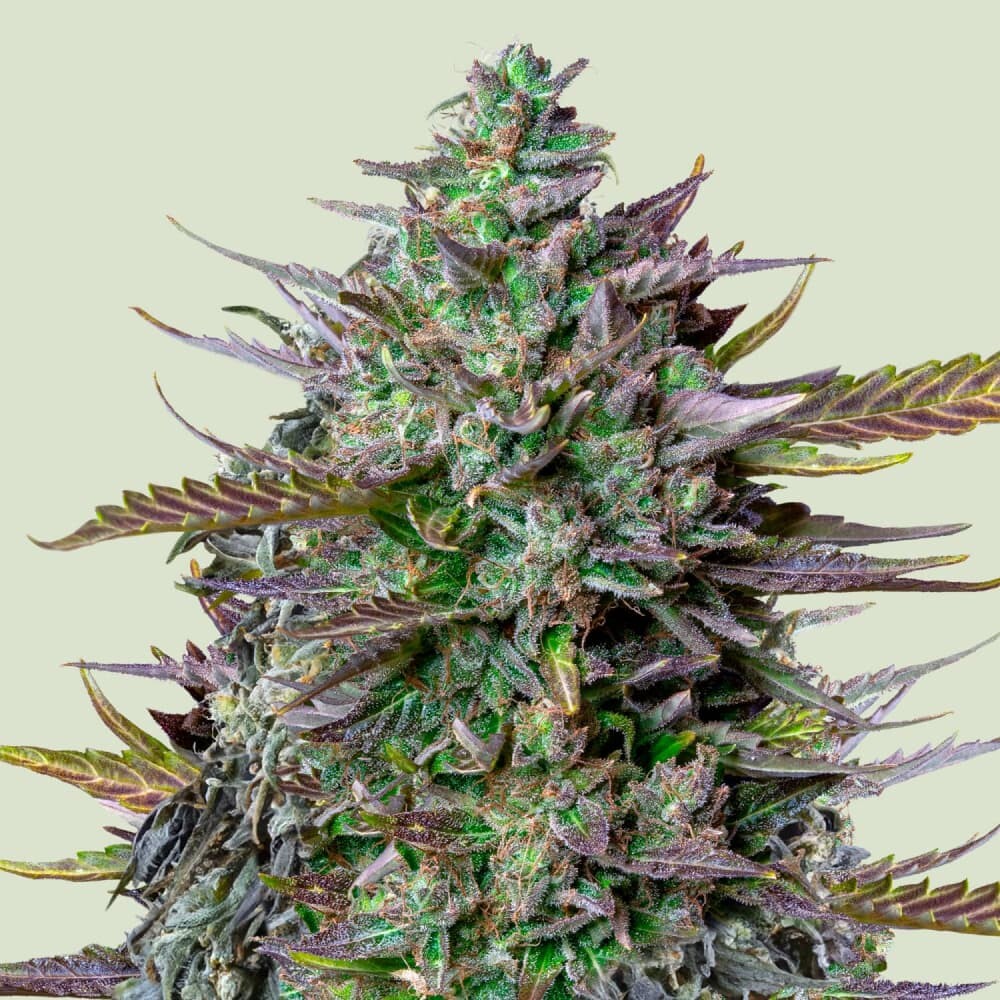 Buy GOAT'lato Autoflower Seeds - Royal Queen Seeds USA