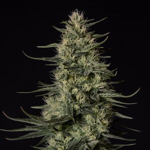 Buy Punch Pie Feminized Seeds - Royal Queen Seeds USA