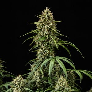 Buy Purple Lemonade Auto Feminized Cannabis Seeds - Royal Queen Seeds USA