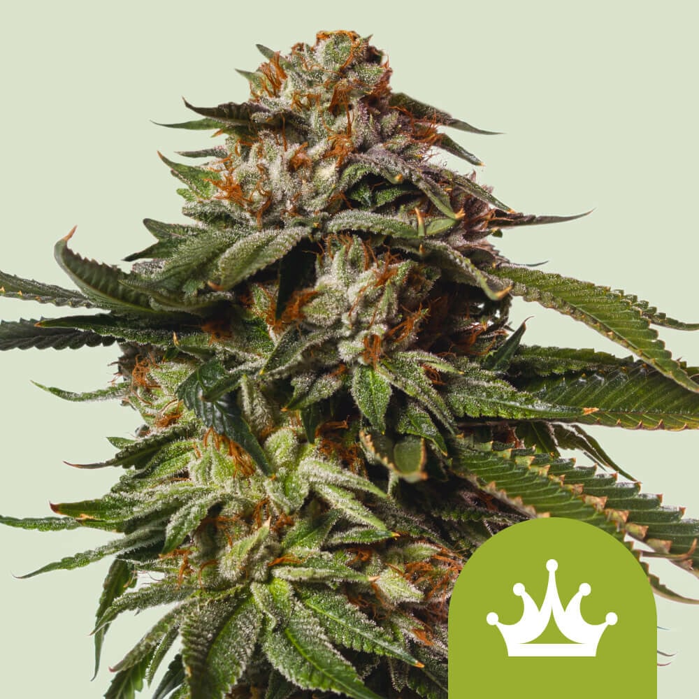 Buy Special Queen 1 Auto Cannabis Seeds - Royal Queen Seeds