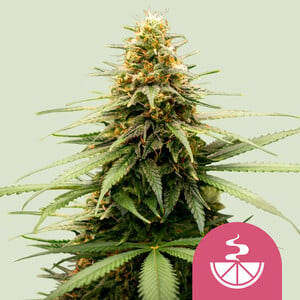 Buy Lemon Skunk Feminized Cannabis Seeds - Royal Queen Seeds UK