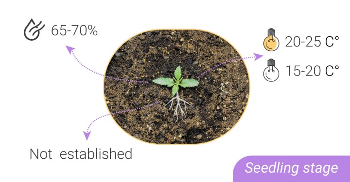 https://www.royalqueenseeds.com/img/cms/2_36.jpg