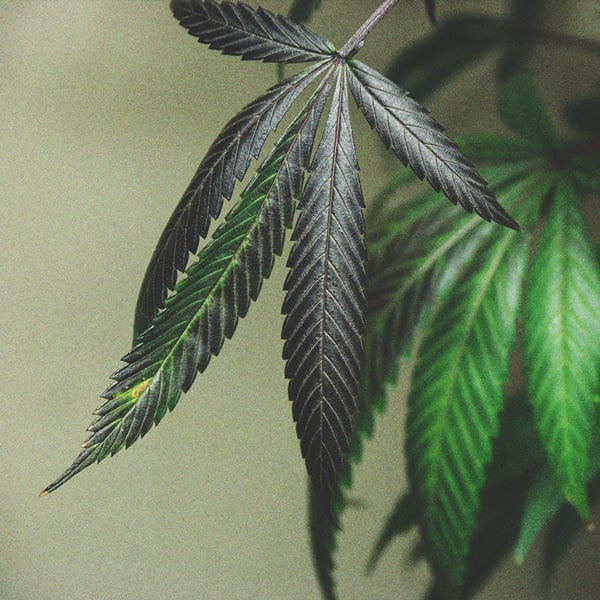 Nutrient Burn In Cannabis: How To Identify, Fix, & Prevent The Condition -  RQS Blog