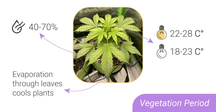 Ideal Temperature and Humidity for Weed Grow