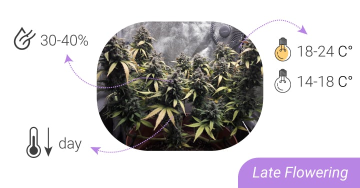 Helpful Gadgets To Grow Cannabis - RQS Blog