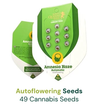 autoflowering cannabis seeds