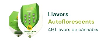 llavors-autoflorescents-cannabis