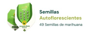 semillas-cannabis-autoflorecientes