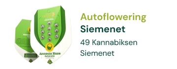 autoflowering-kannabiksen-siemenet