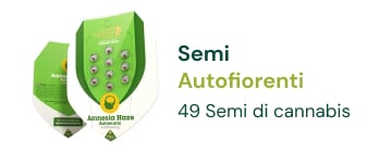 semi-cannabis-autofiorenti