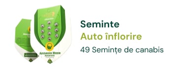 inflorire cannabis seminte