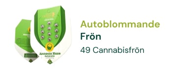 AUTOBLOMMANDE CANNABIS FRÖN