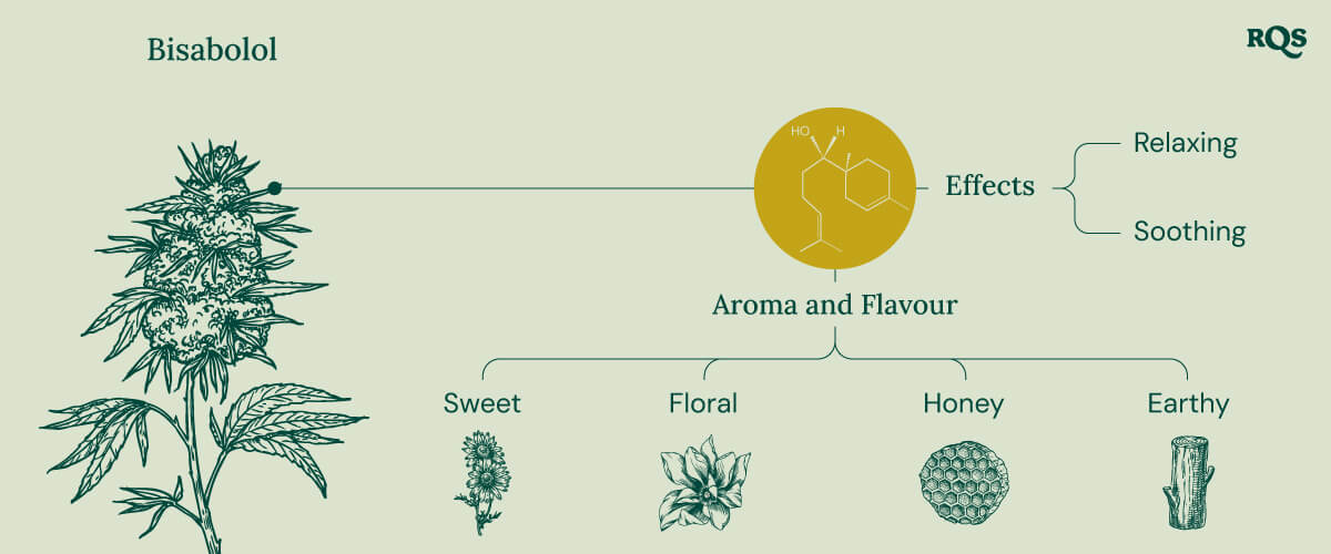 Infographic about the bisabolol terpene, illustrating its effects and aromas. It shows descriptions of "relaxing" and "soothing" effects, with aroma notes such as sweet, floral, honey, and earthy.