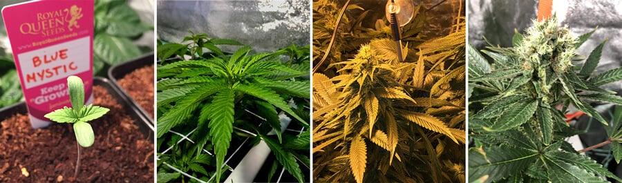 Collage showing Blue Mystic cannabis growth stages: seedling, young plant with leaves, budding flower, and mature plant with dense buds. A hybrid strain known for sweet berry flavor and relaxing effects.