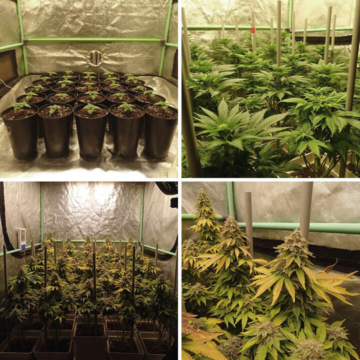 Bubblegum XL cannabis plant in various growth stages—seedlings, young plants, flowering plants with buds, and mature plants. This hybrid strain is known for its sweet berry flavor and balanced effects.