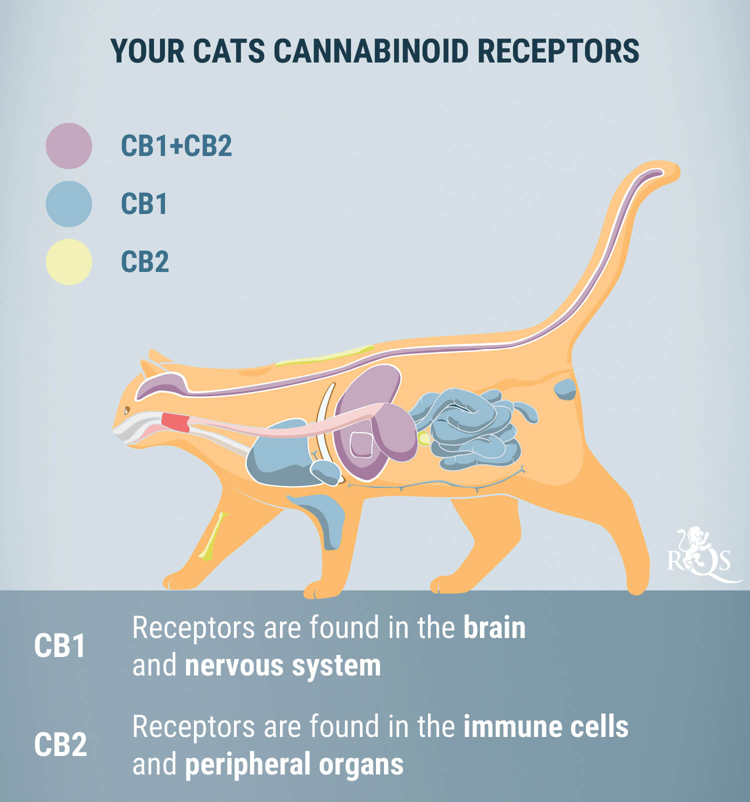 How Does CBD For Cats Work?